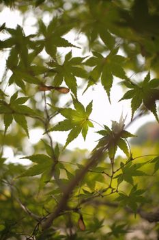 A close-up view of vibrant green maple leaves backlit by gentle sunlight, capturing nature's tranquility.