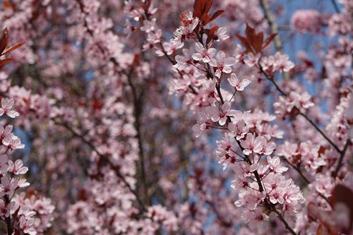 Fotobanka s bezplatnými fotkami na tému čerešňový kvet, flóra, kvet ovocného stromu