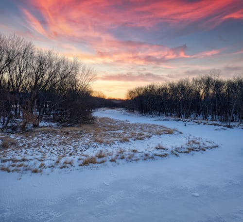 Bare Trees on Snow Covered Ground during Dusk 