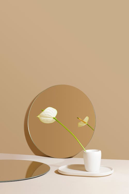 Fotobanka s bezplatnými fotkami na tému anthurium, biely kvet, biely povrch