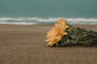 墨西哥马德罗城的平静海滩上，黄色的向日葵栖息着，海浪汹涌