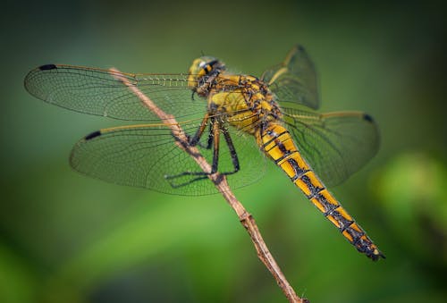 Free Yellow and Black Dragonfly Perched on Brown Branch  Stock Photo