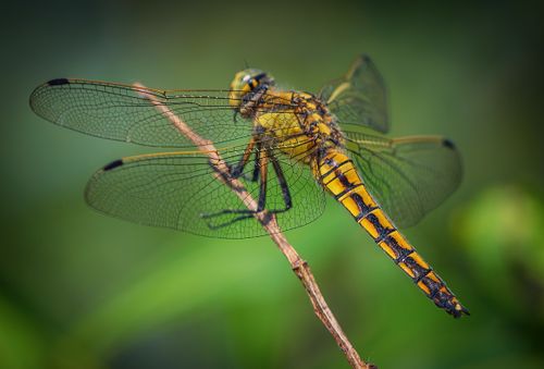 Close-up of a Vibrant Yellow Dragonfly Perched · Free Stock Photo