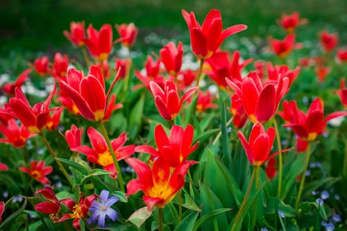 Beautiful Red Flowers in the Garden