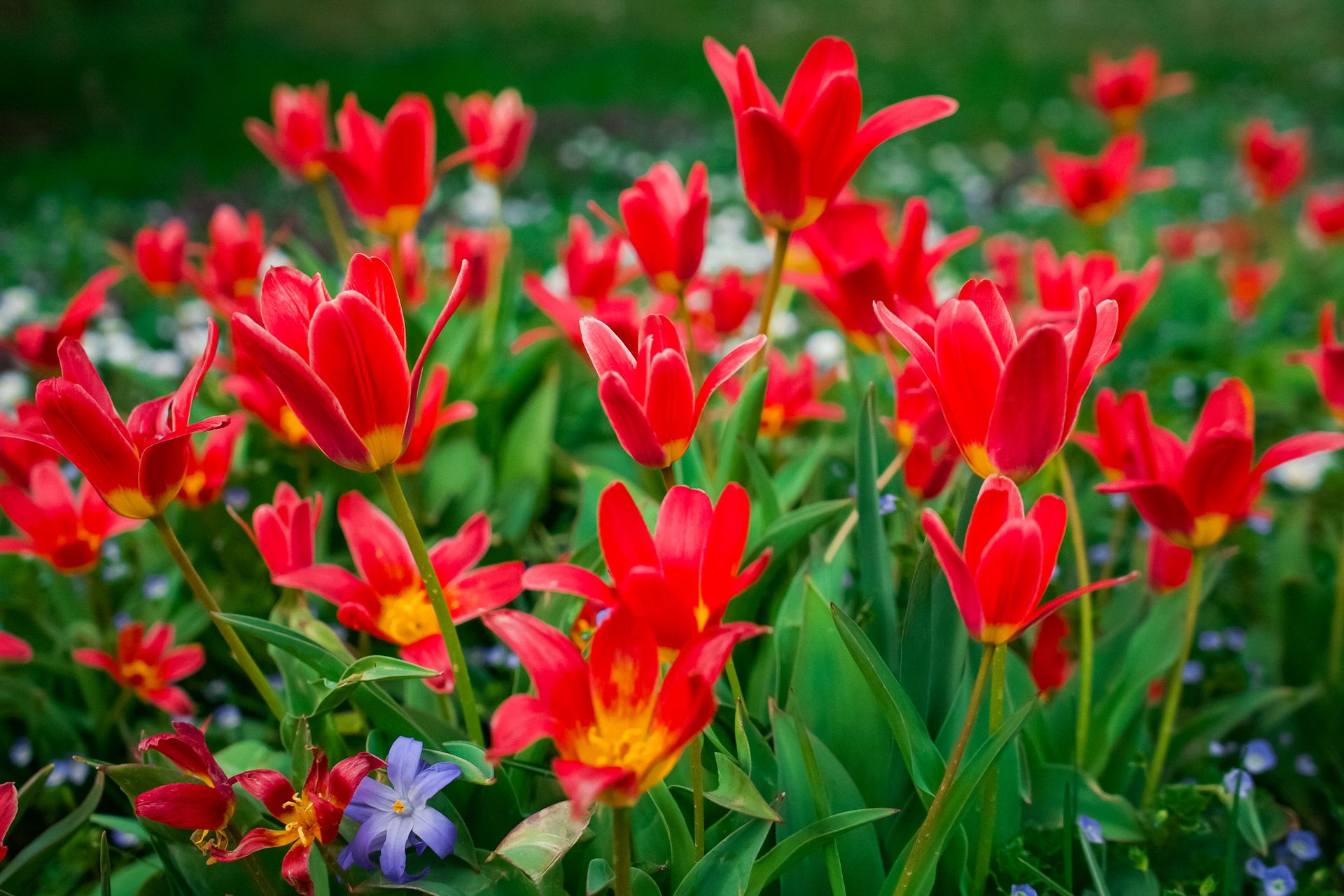 Bright red tulips in full bloom in a Geneva garden symbolize spring beauty.