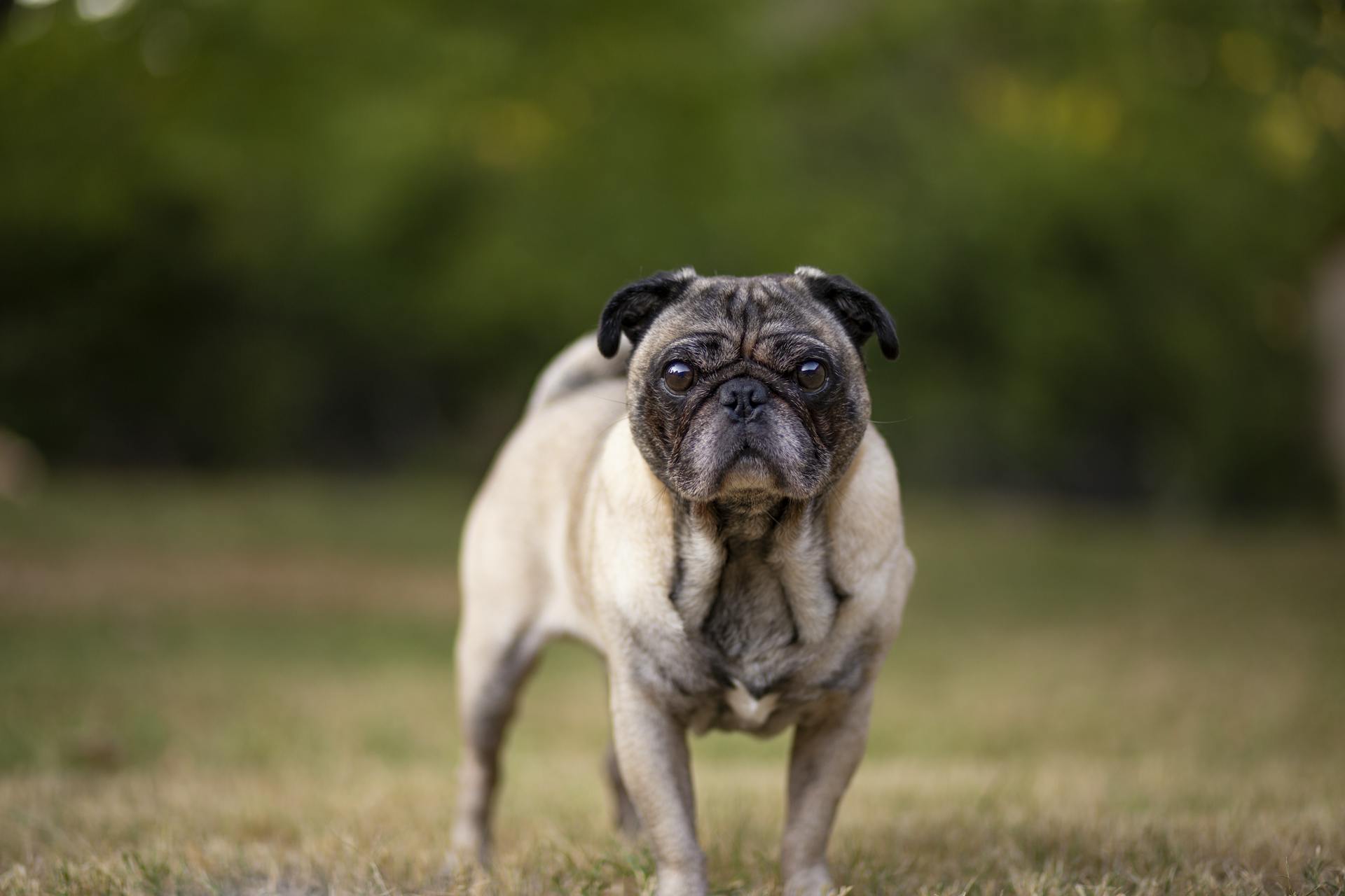 A Pug named Big Hank