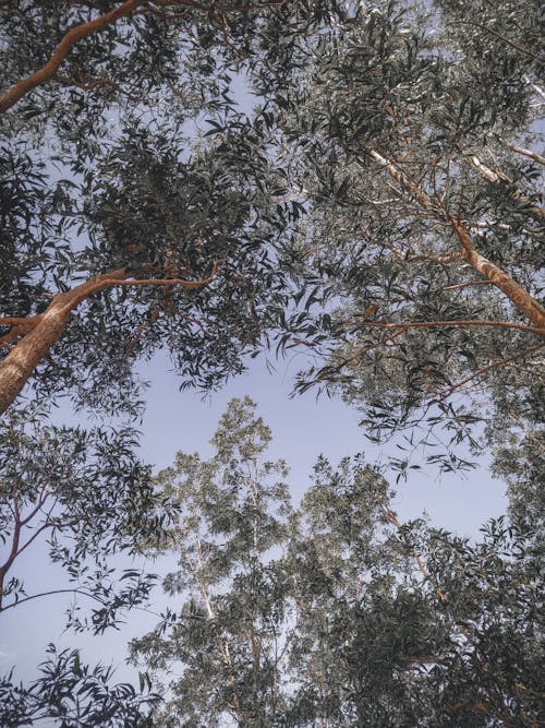 Foto profissional grátis de árvores, botânico, céu