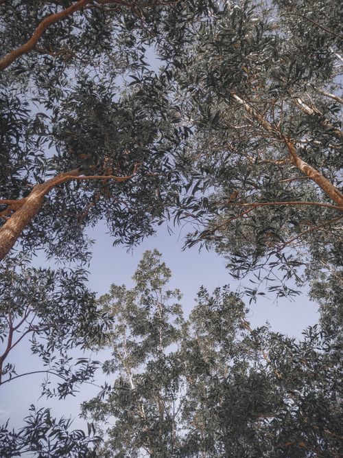 Free Capture of tree branches creating a natural canopy under the clear sky, showcasing nature's beauty. Stock Photo