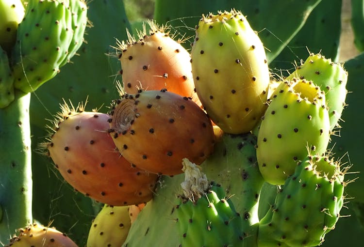 Close Up Of Cactus Fruit