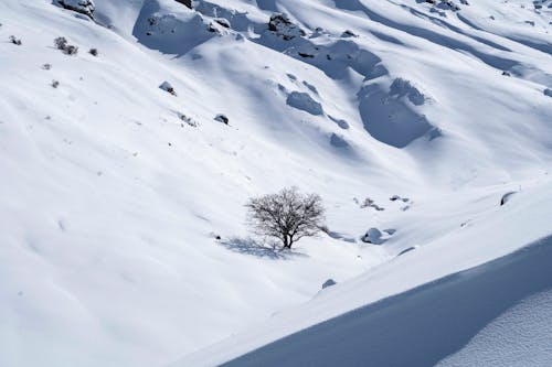 Бесплатное стоковое фото с Аэрофотосъемка, голое дерево, заснеженная земля