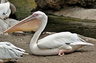 Pelican resting by the water