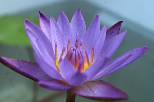 Free Water lilly with smooth background  Stock Photo