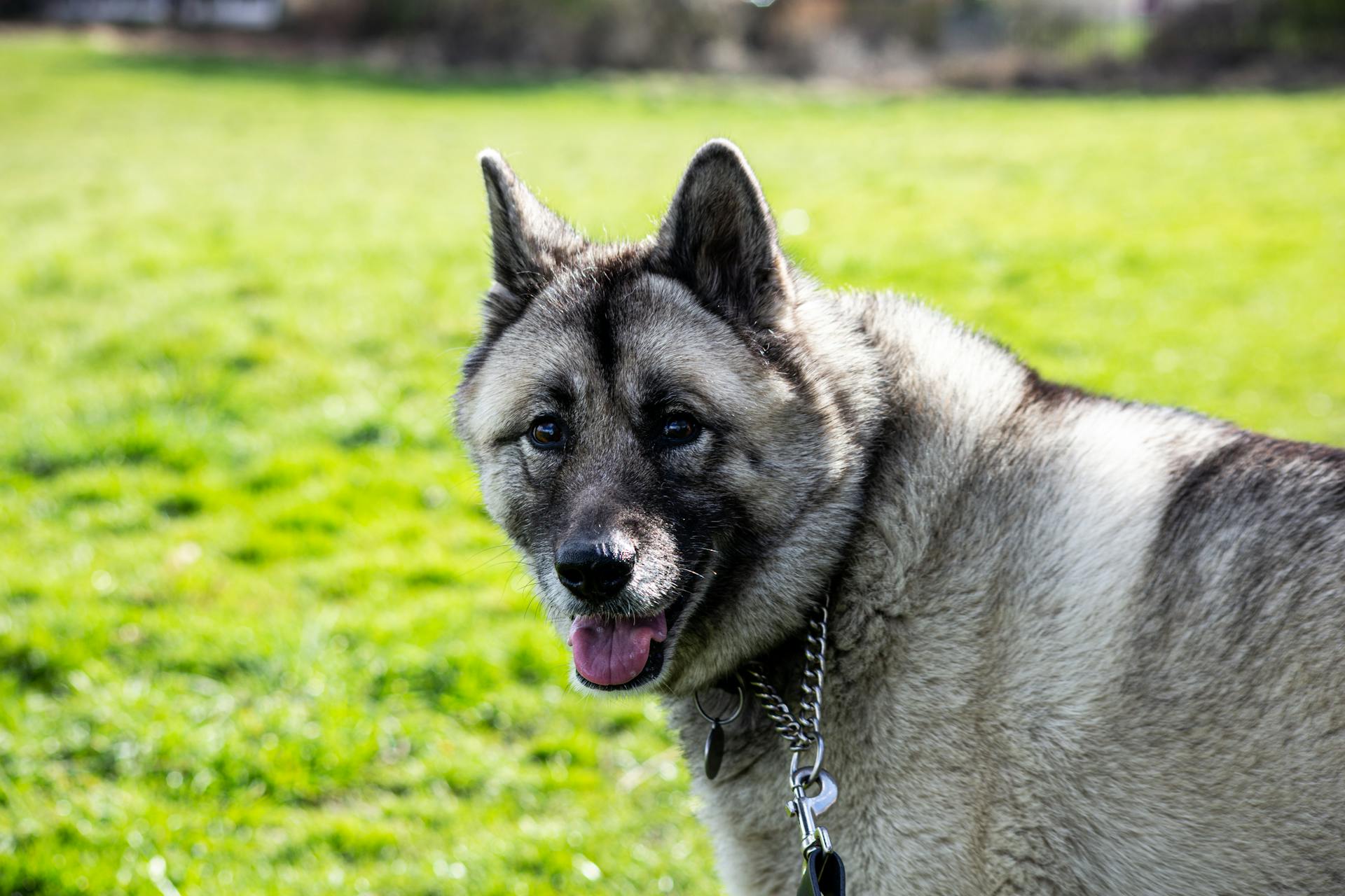 Noorse Elkhound Close-Up Foto