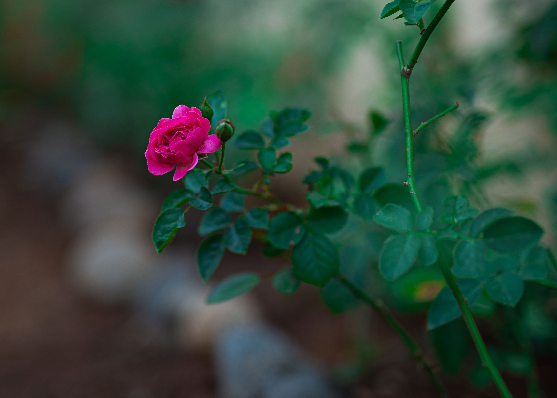 A vivid pink rose in full bloom with lush green leaves, symbolizing growth and beauty.