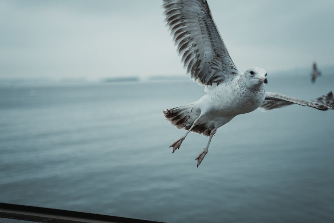 Close-up Photo of Flying Seagull 