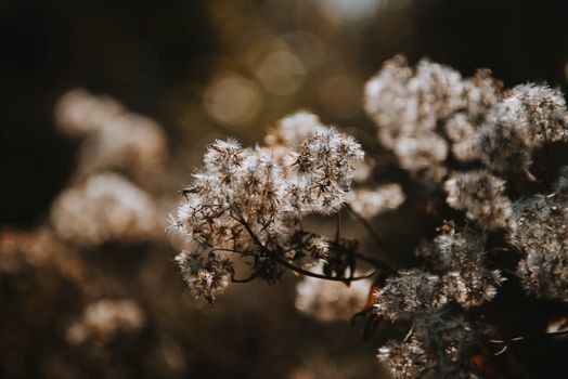 Close-up Photo of Hemp-agrimony