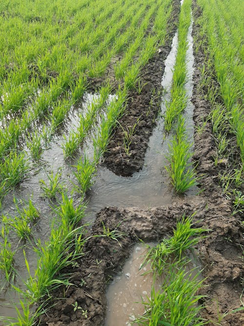 Gratis stockfoto met akkerland, boerderij, gewassen