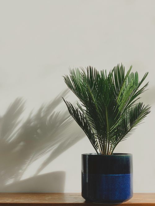 Free Stylish ceramic pot with lush green plant casting shadow on a wooden surface. Stock Photo