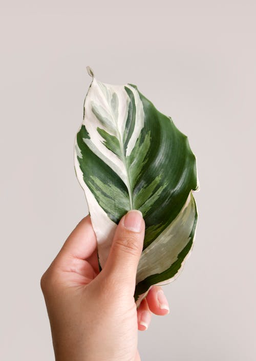 Free Person Holding a Leaf Stock Photo