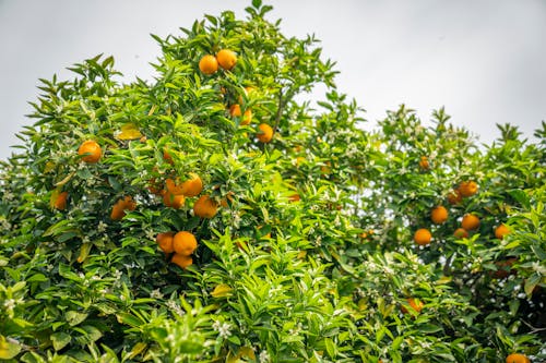 Gratis Foto stok gratis buah jeruk, daun-daun hijau, jeruk keprok Foto Stok
