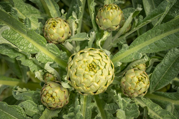 Artichoke Vegetable On Green Plant