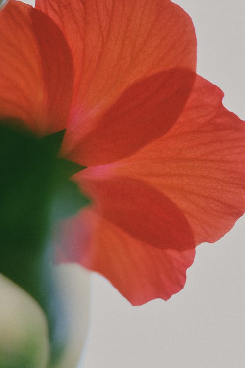 afyon, bitki örtüsü, çiçek içeren Ücretsiz stok fotoğraf