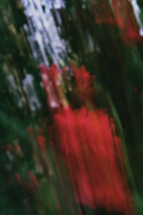 Free Artistic blurred photograph of red flowers captured in Dubai, evoking a dreamy essence. Stock Photo