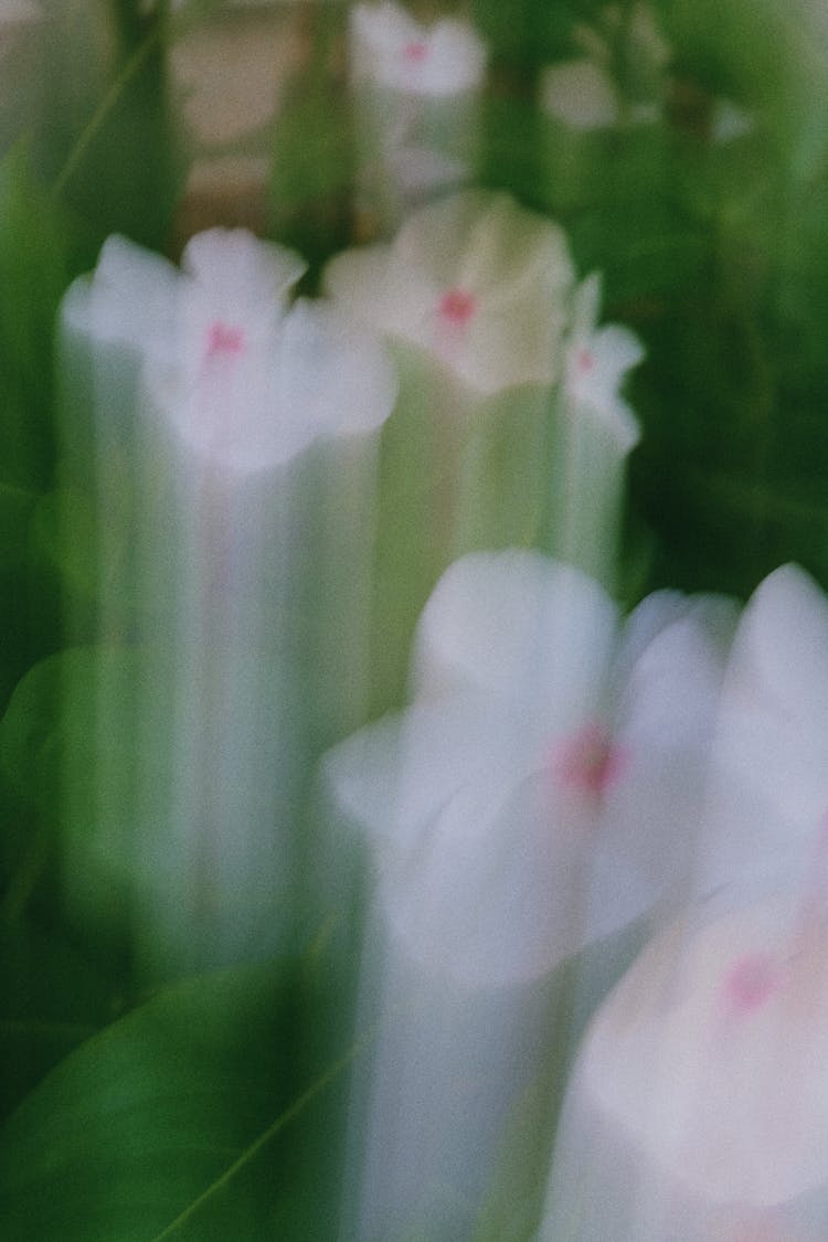 Blurred Motion Picture Of White Flowers