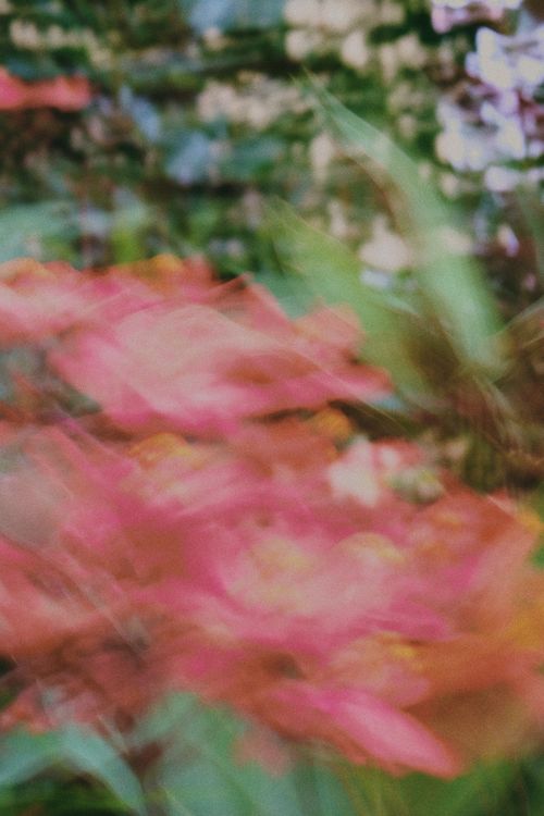 Pink Flowers and Green Leaves in Close-up Photography · Free Stock Photo