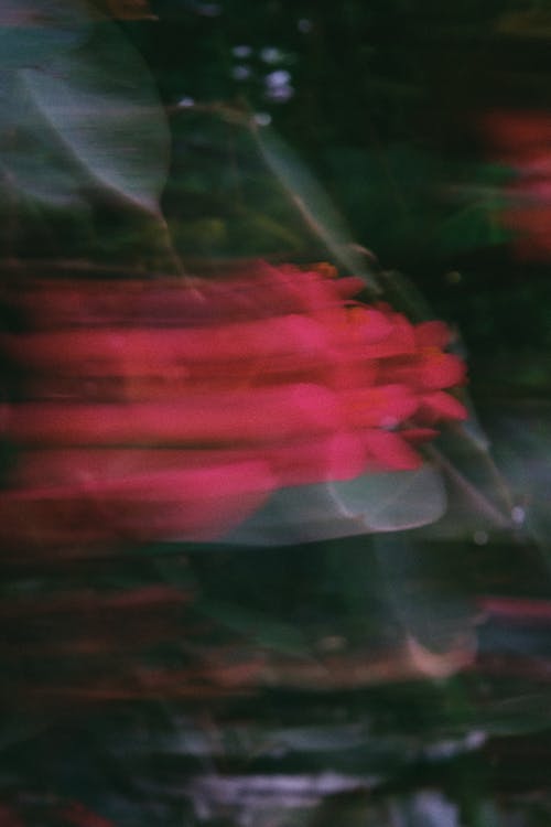 Blurred Shot of Red Flowers