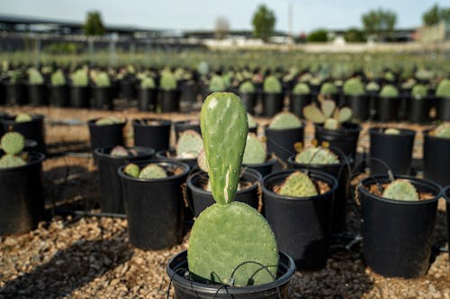 Imagine de stoc gratuită din activități agricole, agricultură, cactus