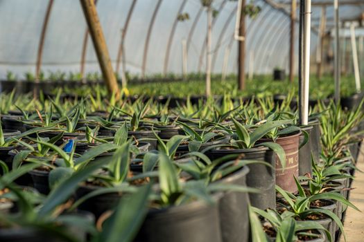 Vibrant green plants thriving in a greenhouse nursery in Phoenix, Arizona.