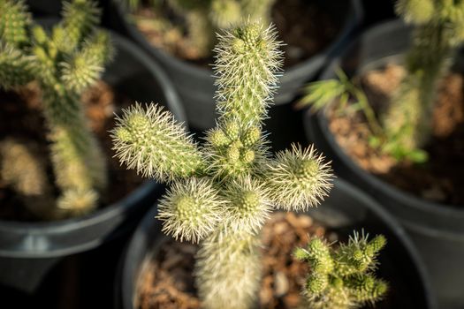 Detailed view of prickly cactus plants in pots outdoors, showcasing horticultural beauty.