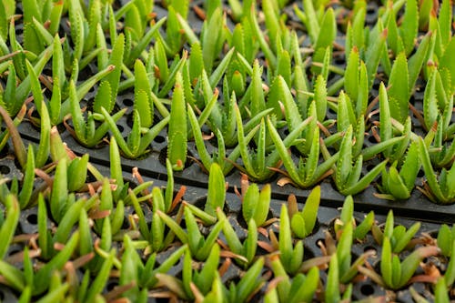 Aloe Vera Plants in Close-up Photography