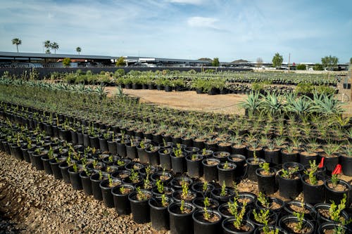 Fotos de stock gratuitas de agricultura, al aire libre, cactus