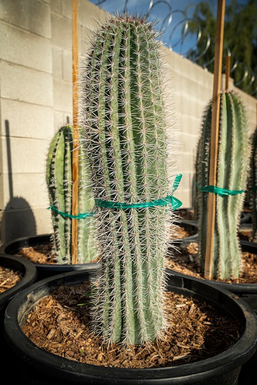Δωρεάν στοκ φωτογραφιών με saguaro, αγκαθωτός, εργοστάσιο
