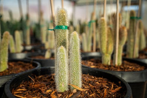 Close-Up Photo of a Micranthocereus Plants on Pots