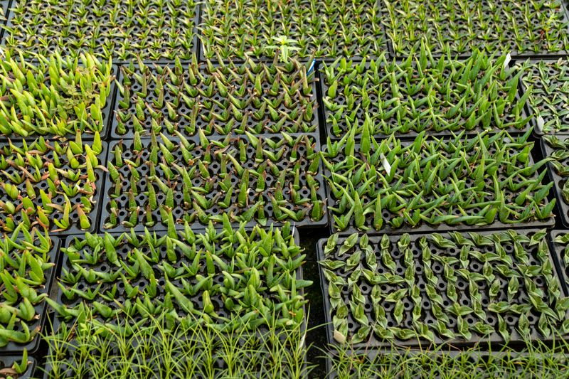 Pots & potting mix