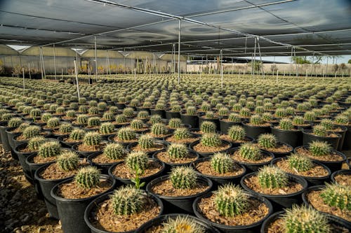 Free Green Cactus Plants in Black Pots on Greenhouse Stock Photo