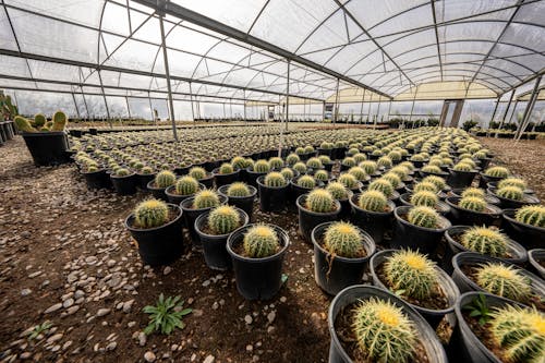 Cactus Plants on Black Pots on Brown Soil