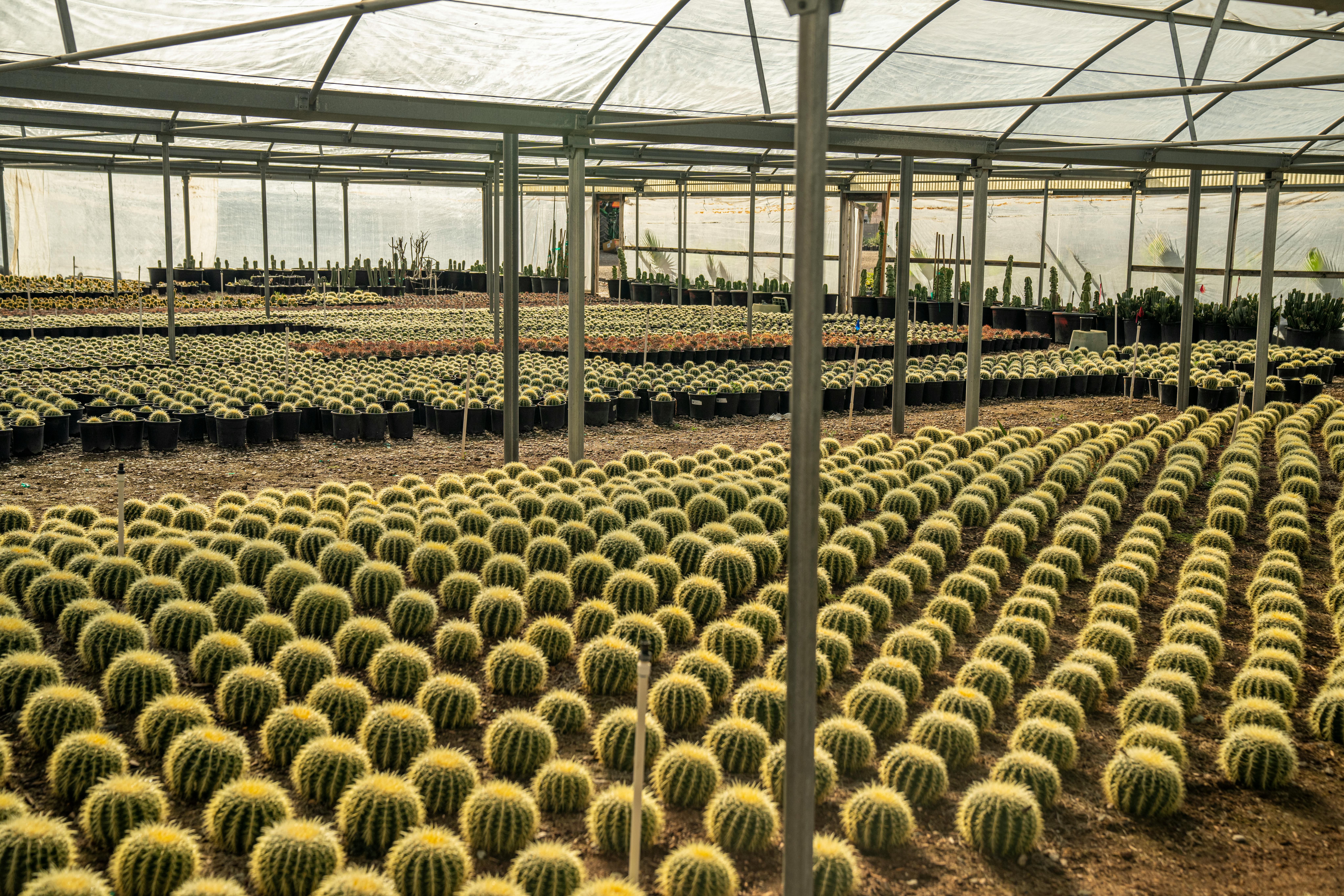 Уход за эхеверией в домашних условиях