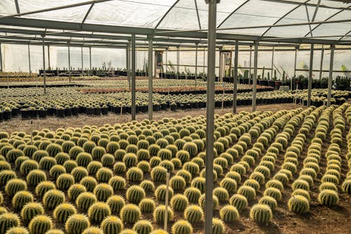 Free Green Cactus Plants on Soil on Greenhouse Stock Photo