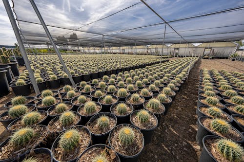 Free Cactus Plants in Black Pots Stock Photo