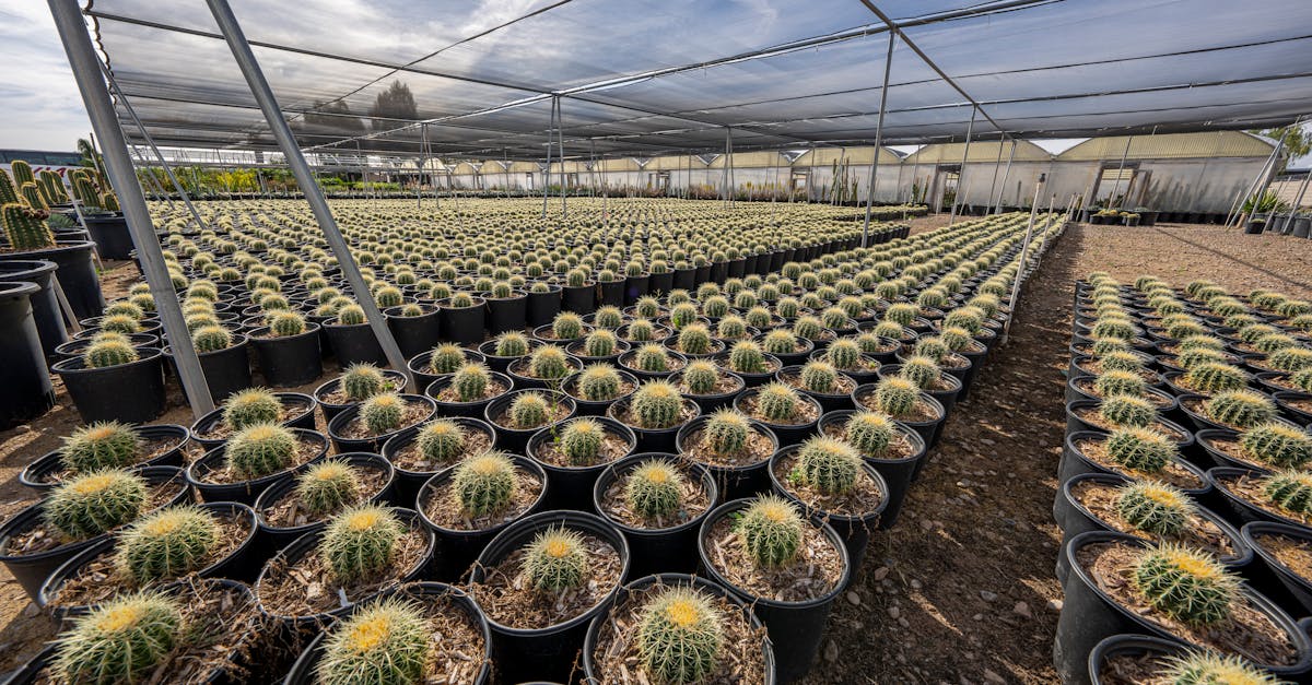 How to root cactus pups