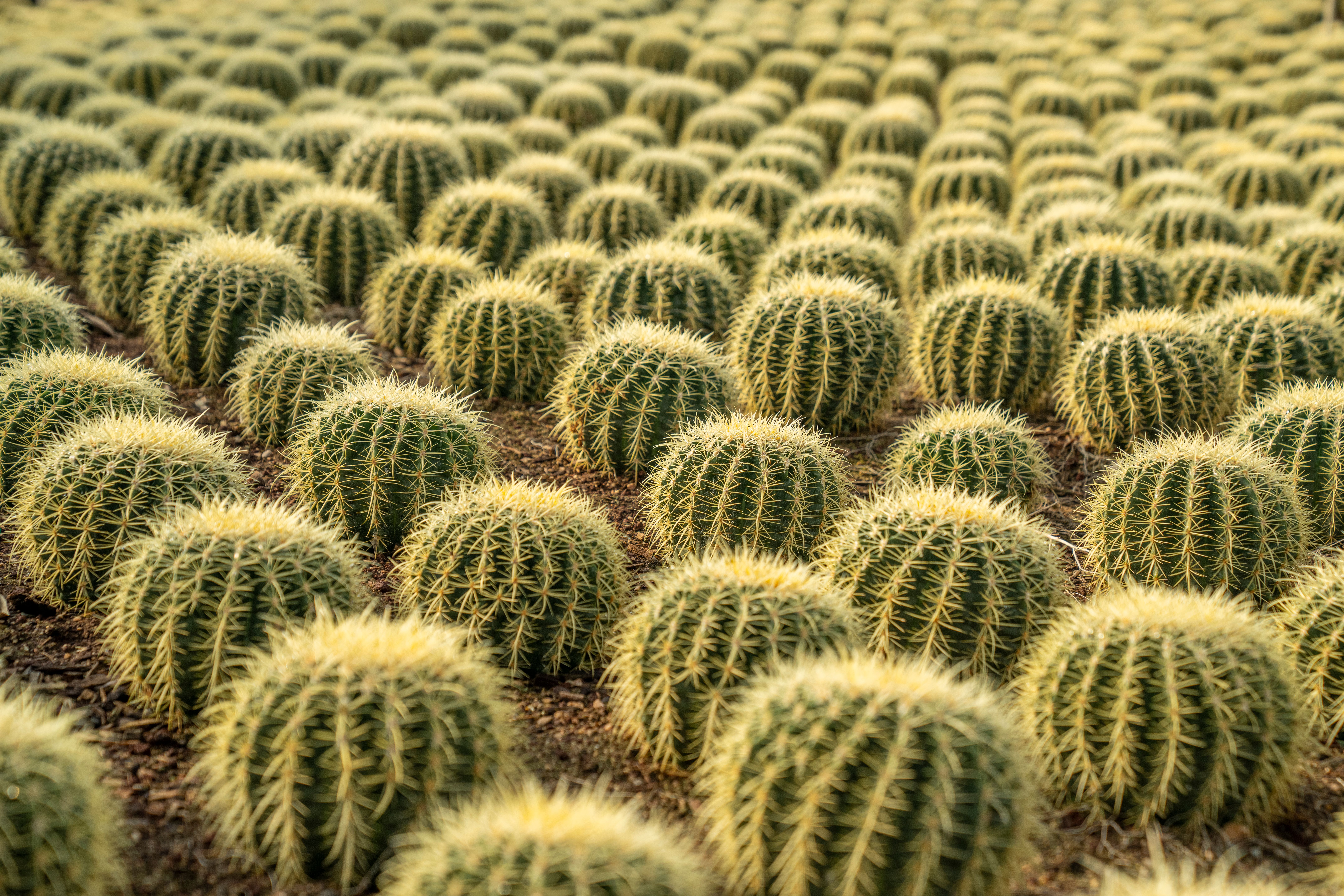Cactus : Guide entretien et variétés 2026