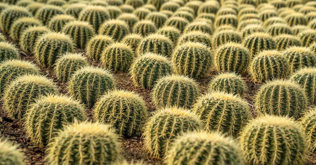 Cactus : Guide entretien et variétés 2026