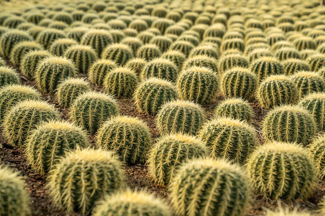 Green Cactus Plants