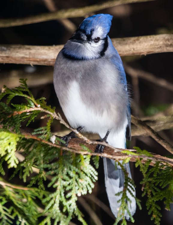 Blue and White Bird on Brown Tree Branch
