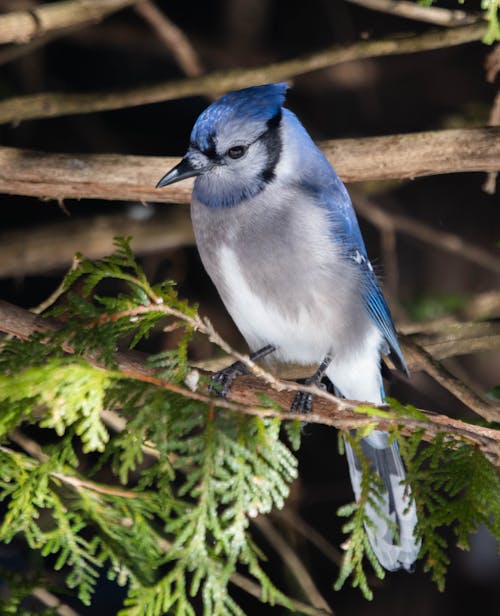 Blue Jay Bird on Brown Tree Branch