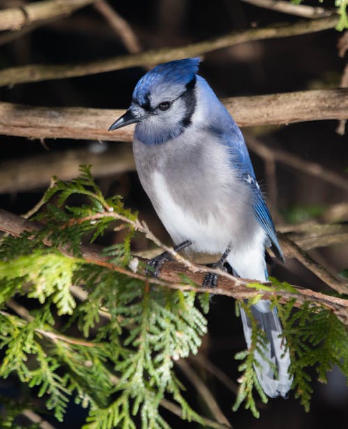 Fotos de stock gratuitas de animal, arrendajo azul, de cerca